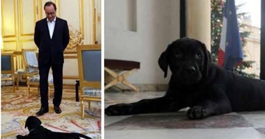 الإليزيه يطلق حسابا لـ فيلاى  كلبة الرئيس الفرنسى على  تويتر   