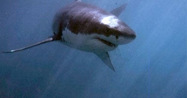 السياحة والمصايف : لم نتلق بلاغات عن ظهور سمك القرش بالإسكندرية  اليوم السابع