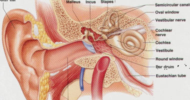 كيف تحدث التهابات الأذن الوسطى؟