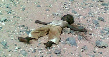 صورة ارشيفية