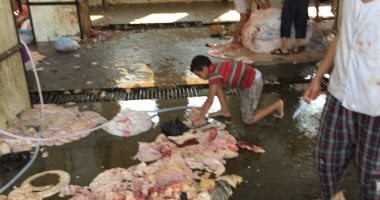 بيطرى الاسكندرية تشن 9 حملات على المجازر والتفتيش على اللحوم خلال شهر  - 