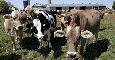 الإحصاء: مصر استوردت حيوانات منوية لذكور الأبقار بـ1.2 مليون جنيه فى 2016