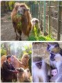 حديقة حيوان الجيزة حديقة حيوان الجيزة