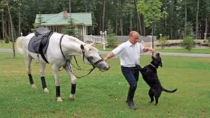بوتين مع الخيل والكلب