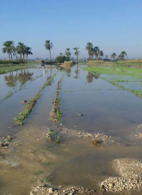 آثار السيول على الأراضى الزراعية فى سوهاج (3)