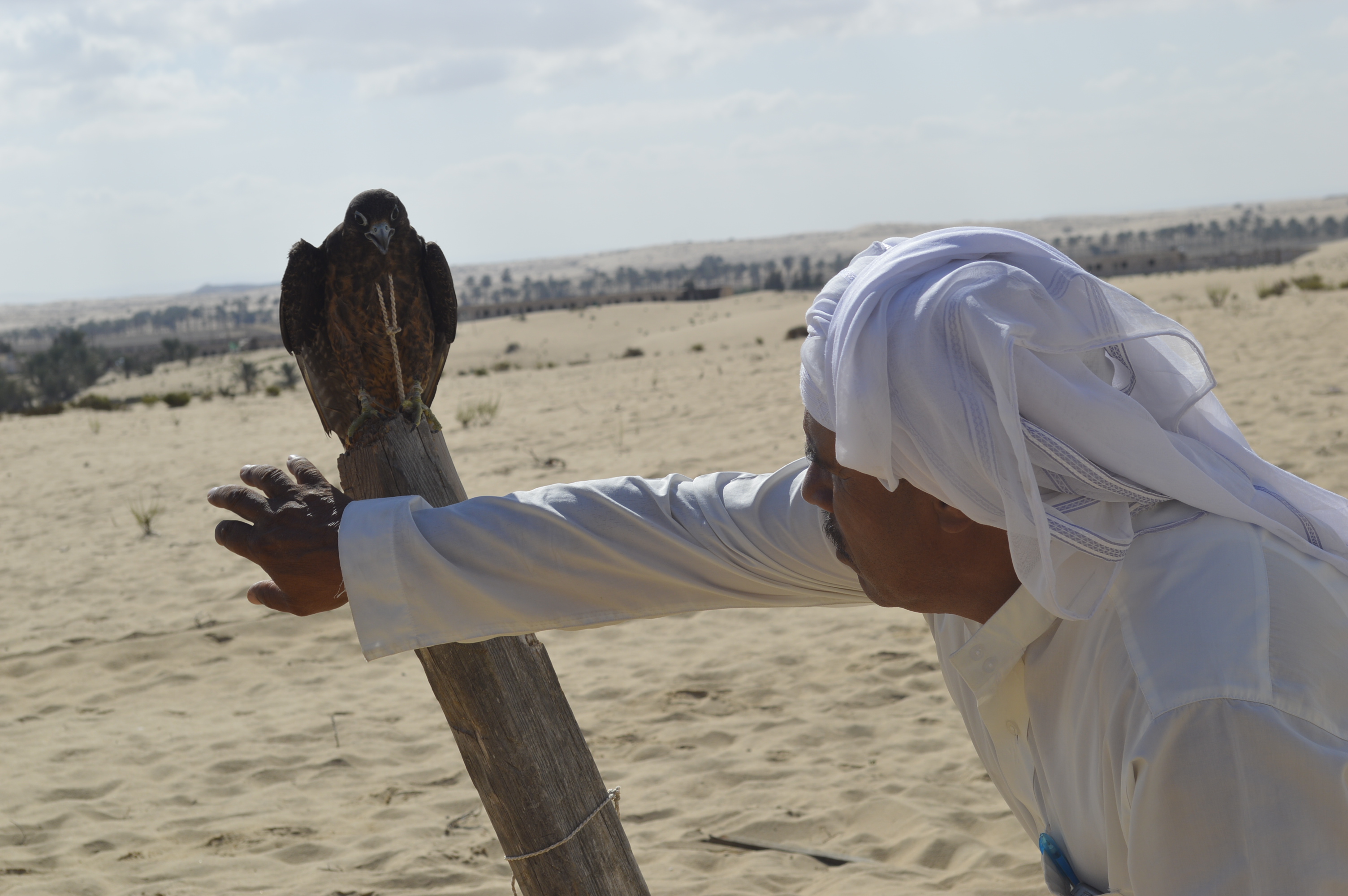 صيد الصقور على سواحل سيناء