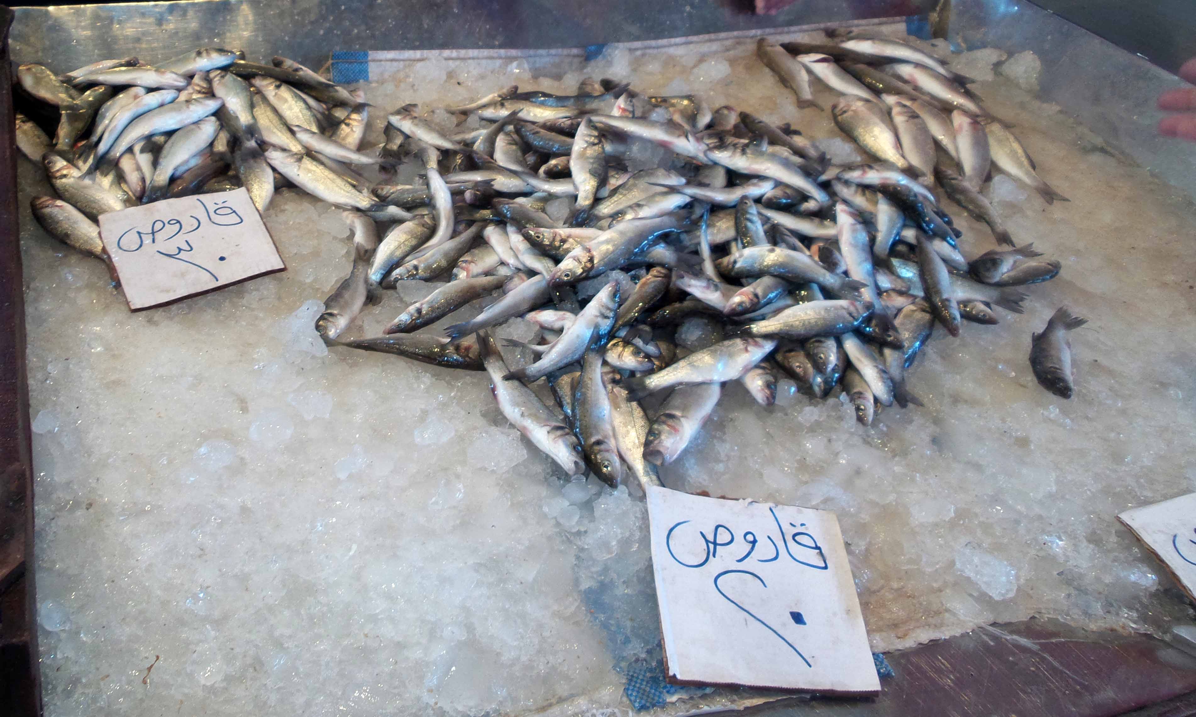 أسعار القاروص بسوق السمك ببورسعيد