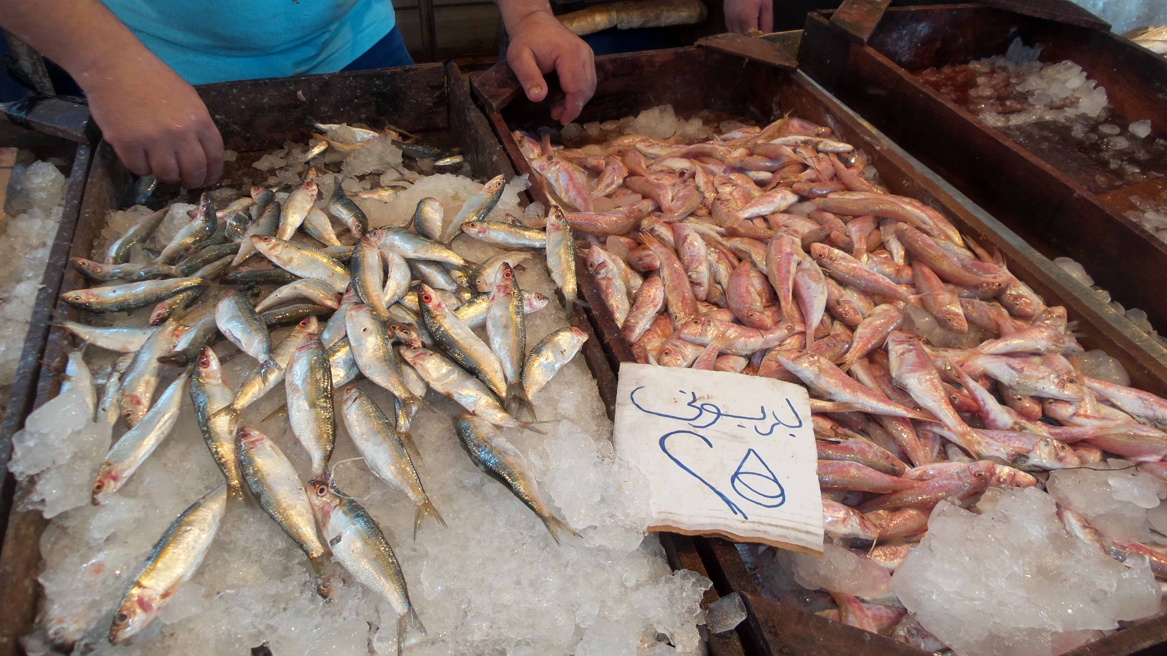 سمك البربوني بـ25 جنيه في سوق بورسعيد