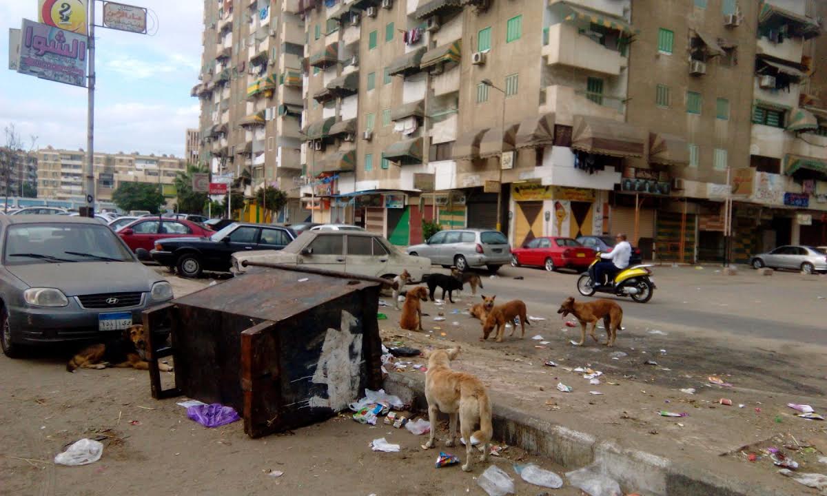   الكلاب تبحث عن فضلاتها بالشوارع بجوار الرصيف