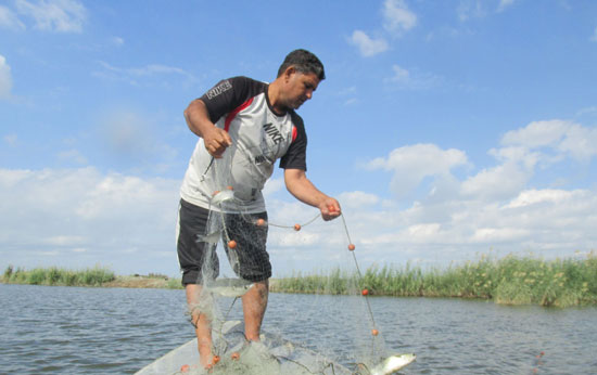 أحد الصيادين يطرحون شباك الصيد من فوق فلوكة ببحيرة المنزلة