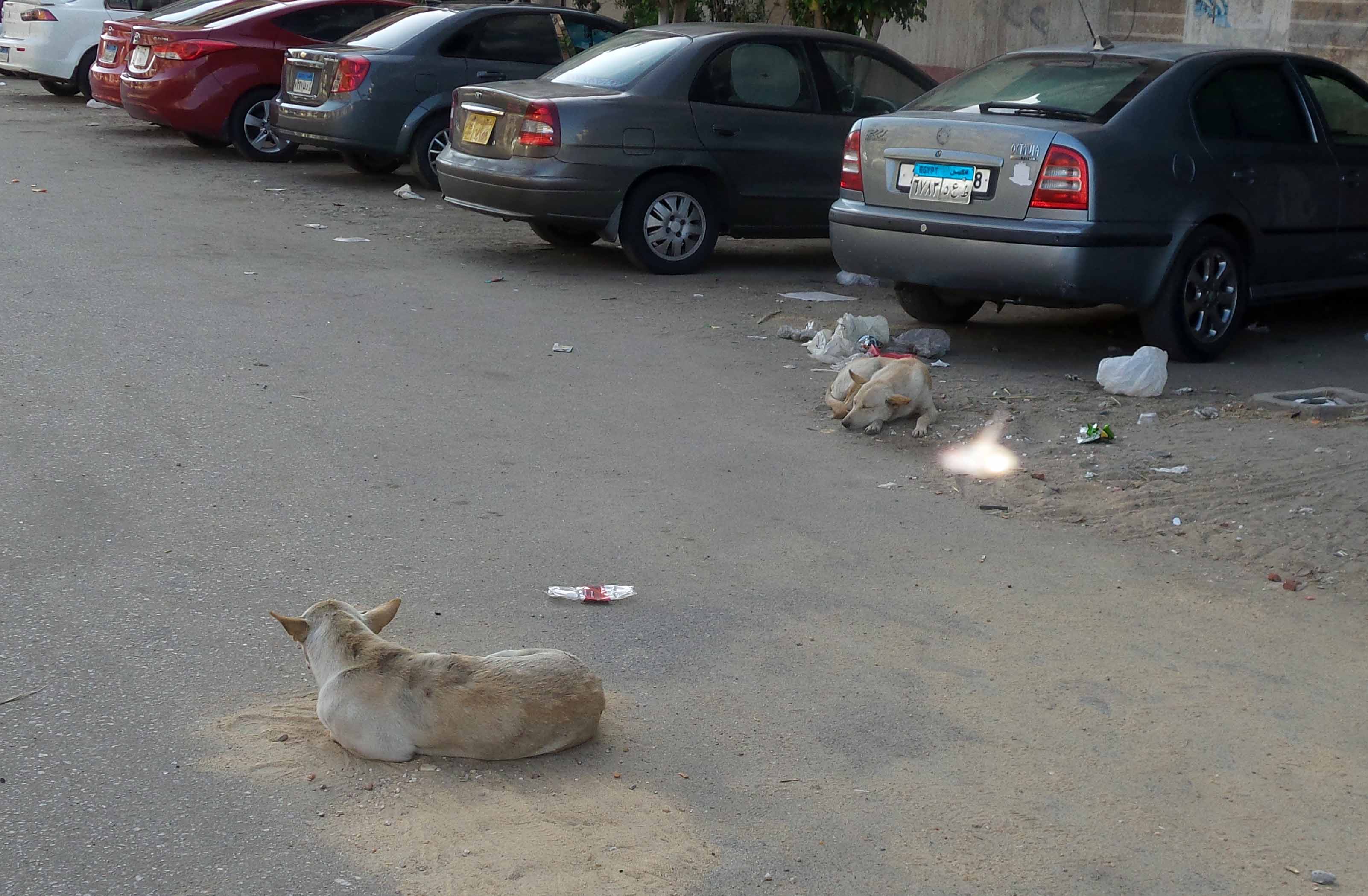 الكلاب تنام وسط الشارع