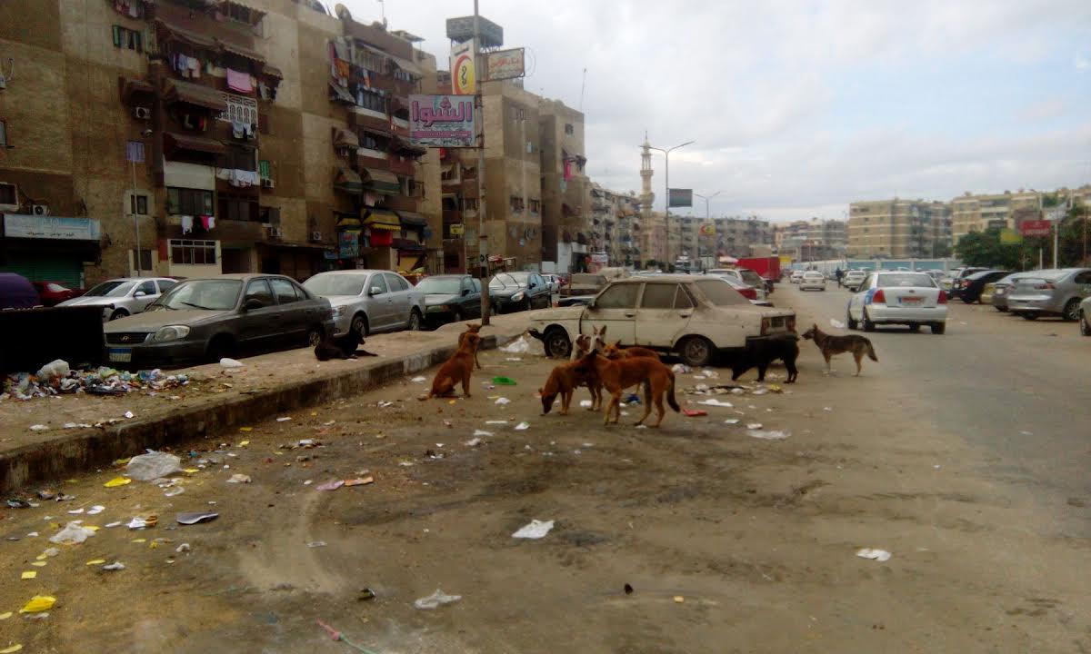   مجموعة من الكلاب تترقب المارة بنهر الطريق