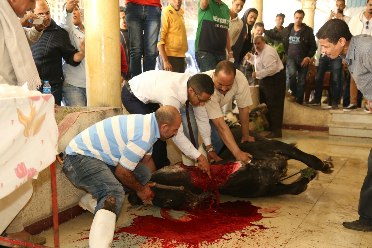 محمد رمضان يذبح عجل احتفالا باخر ديك فى مصر