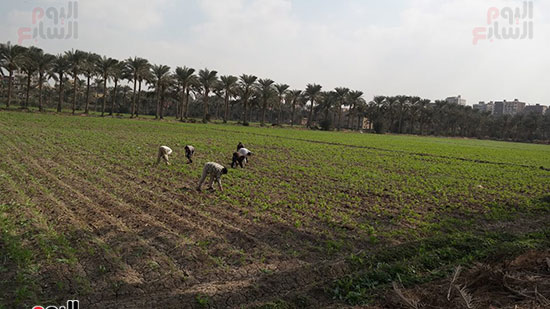عمال الأجرة اليومية بمزرعة جامعة القاهرة 