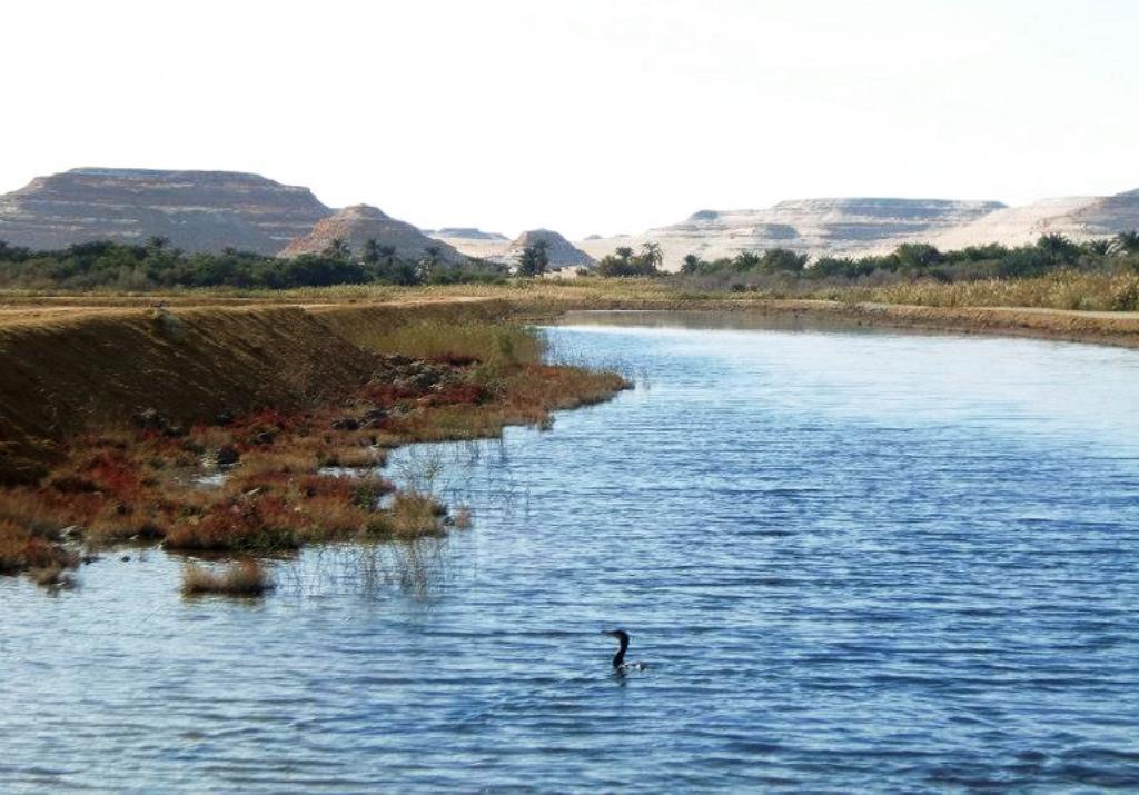 3-بحيرات مياه الصرف الزراعي تنتشر في واحة سيوة