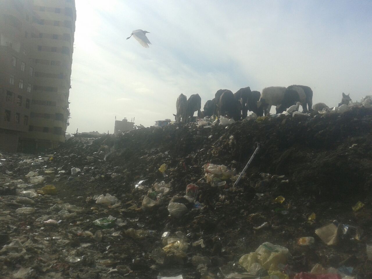 صورة توضح تراكم القمامة في المنطقة