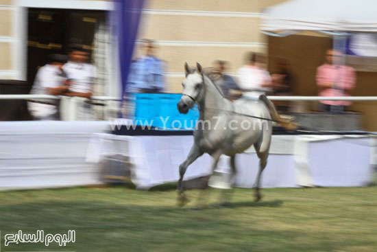 خيول عربية (10)