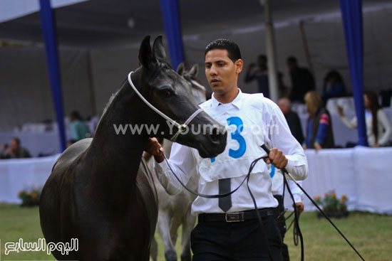 خيول عربية (5)