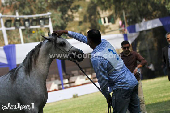 خيول عربية (8)