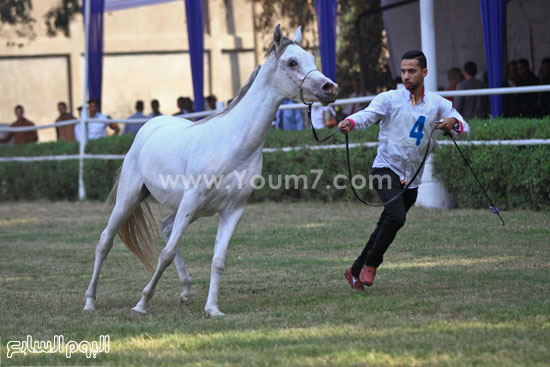 خيول عربية (9)