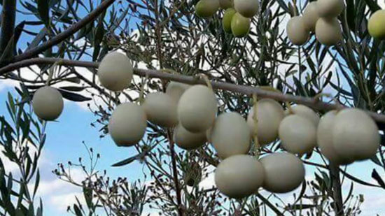 بالصور شاهد أغرب أشجار الزيتون بـ ثمار بيضاء وزيت أصفر فى