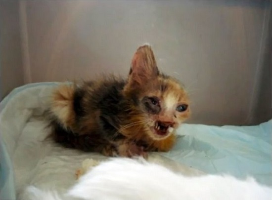 عمليات تجميل أنقذت حياة قطة (1)