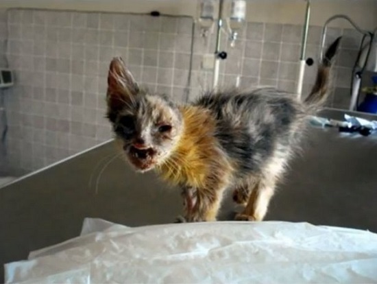 عمليات تجميل أنقذت حياة قطة (2)