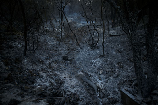 أثار حرائق الغابات فى إسرائيل