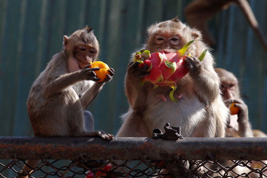  القرود تأكل بحرية فى المهرجان