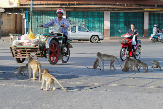 القرود مع الناس فى الشوارع