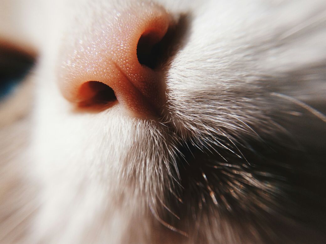 أنف قطة