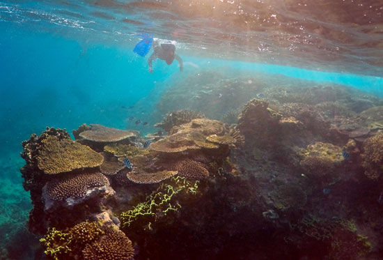 جانب من موت مئات الكيلومترات من الحاجز المرجانى  فى أستراليا