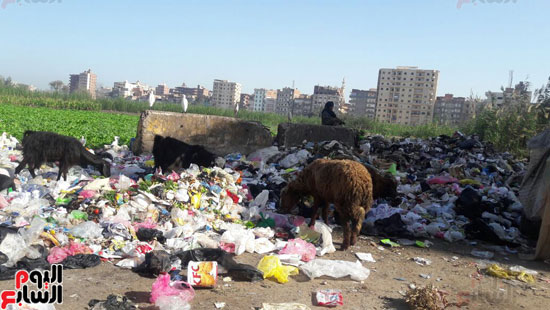 القمامة فى شوارع مدينة دمنهور 