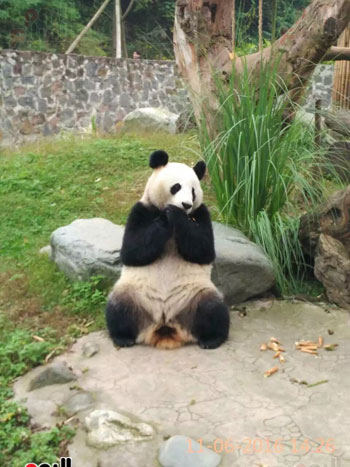 حيوان الباندا من الحيوانات المعرضة للإنقراض