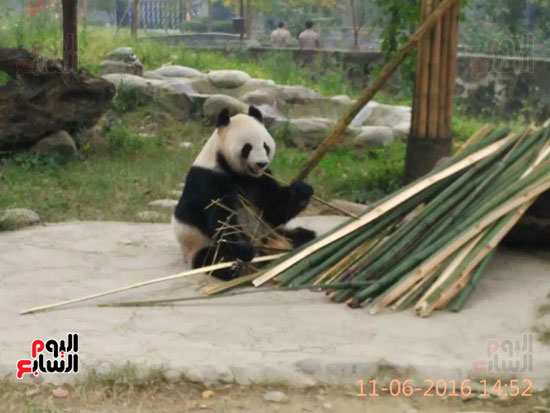 الباندا فى المحمية الصينية