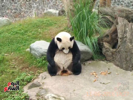 حيوان الباندا فى إحدى المحميات الصينية 