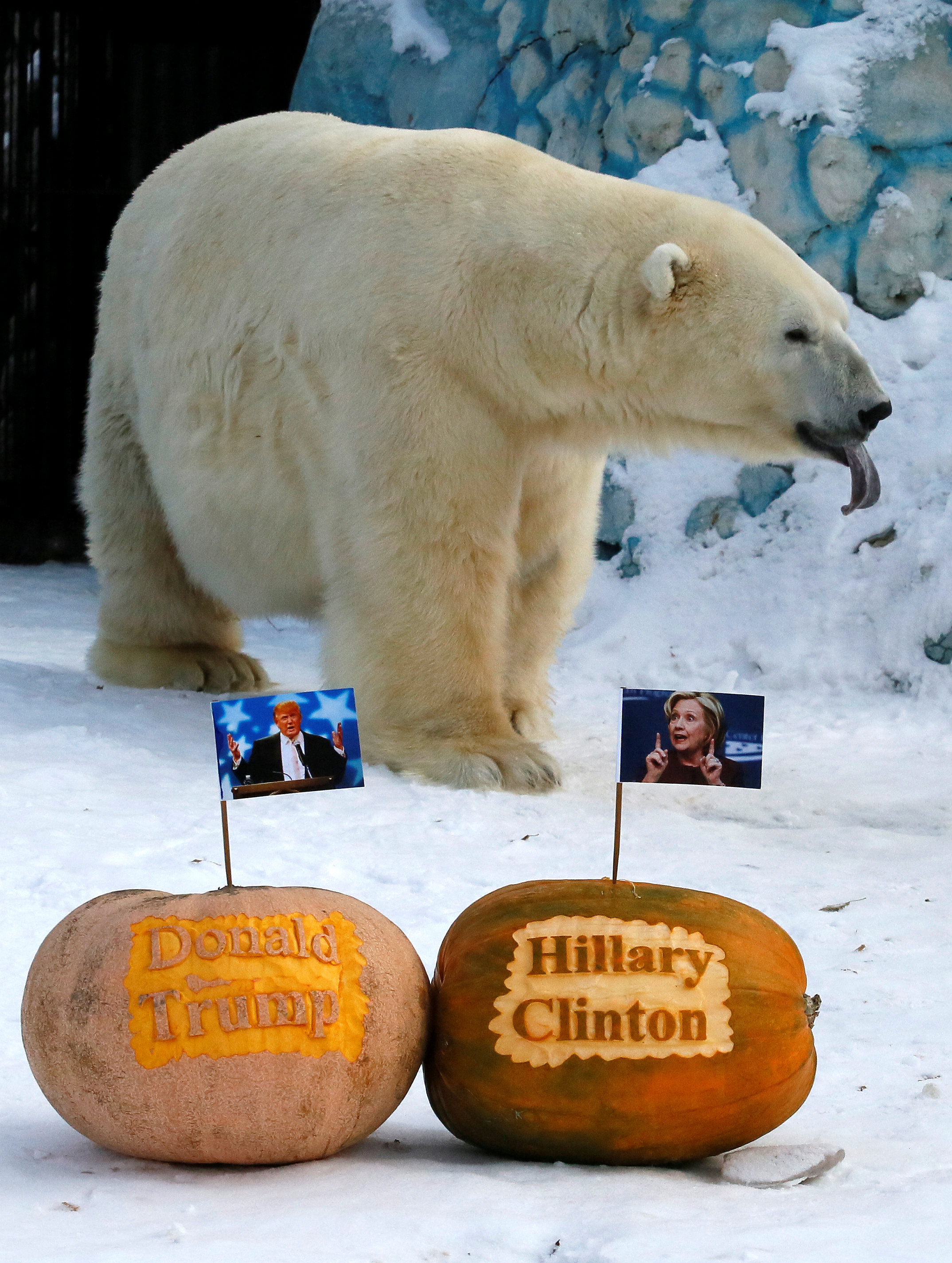الدب الروسي قبل انتخابه