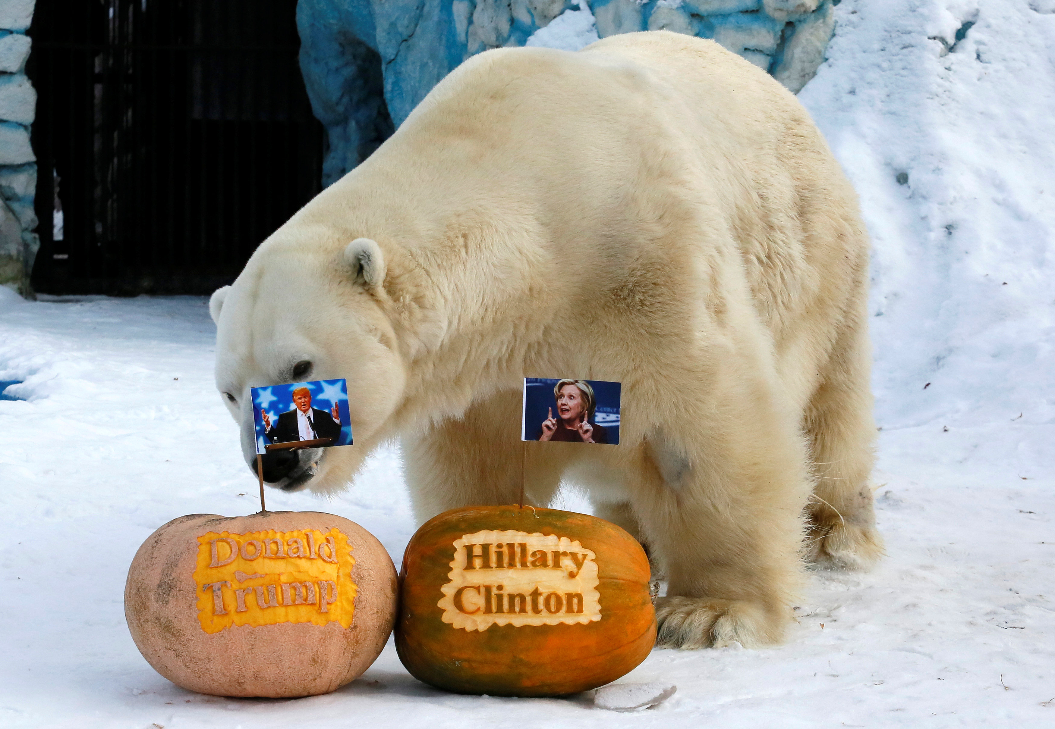 الدب الروسى يختار بين هيلارى وكلينتون
