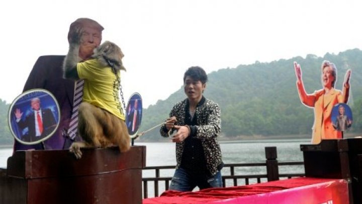 القرد الصينى