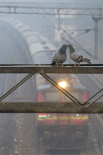 طيور الحمام وسط العاصفة الضبابية فى الهند 
