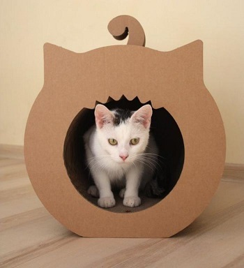 شكل مميز لبيت القطط