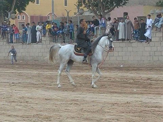 ختام فعاليات أكبر سباق للخيول وعروض رقص ليلية بالأحصنة العربية بالأقصر