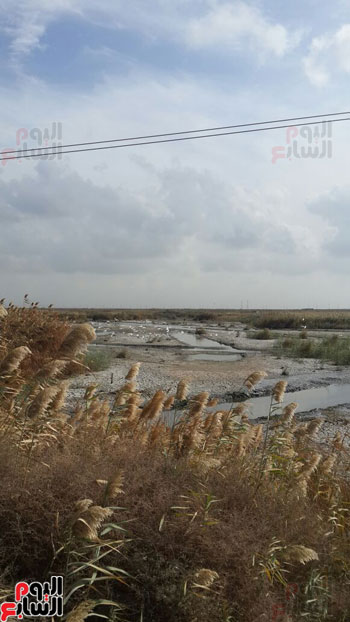  جفاف الأطراف وانتشار الحشائش على الأطراف