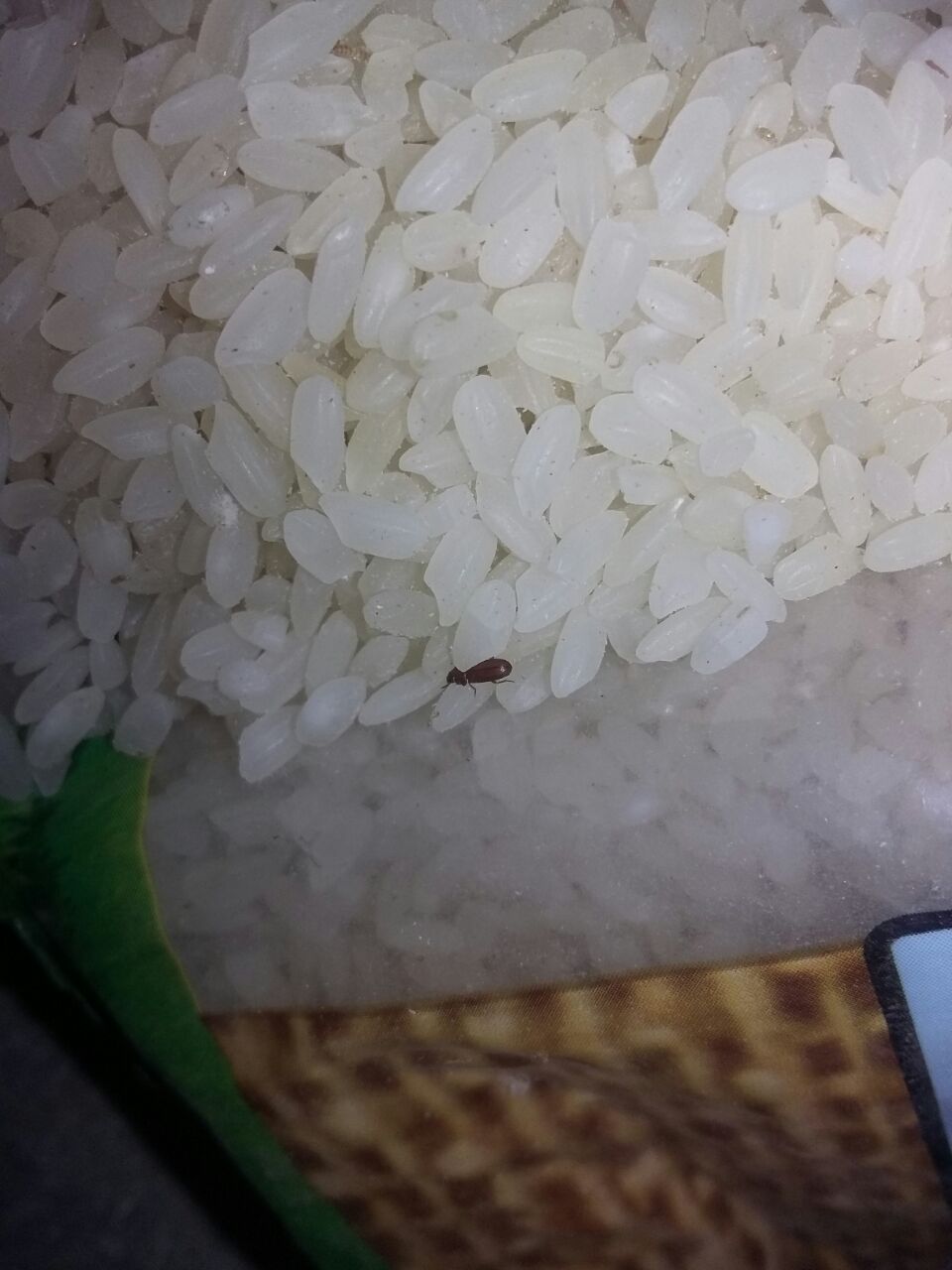 حشرات السوس تتجول داخل أجولة الأرز