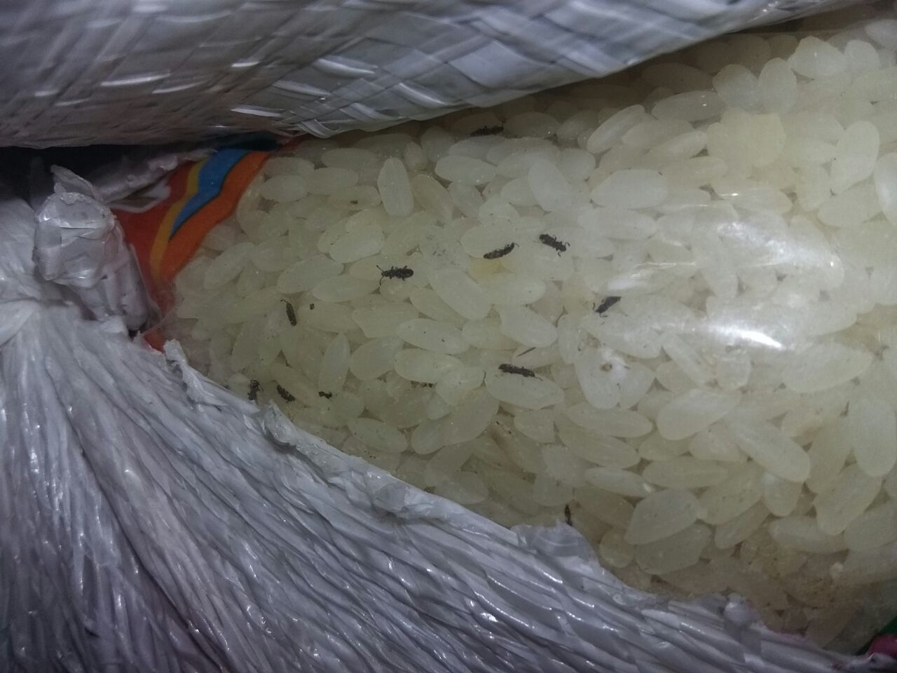 حشرات السوس داخل الأرز الذى تم ضبطه