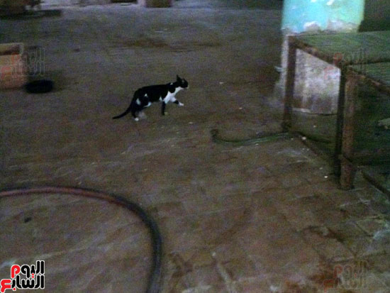 قطه داخل مصنع البستره تتجول بين المعدات