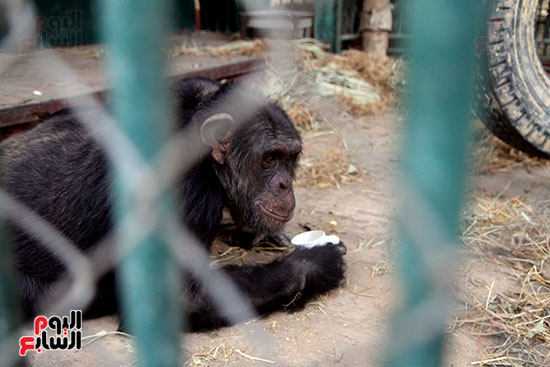 أثناء تناول القرد شاى بحديقة حيوان الجيزة لتدفئة من برودة الجو 