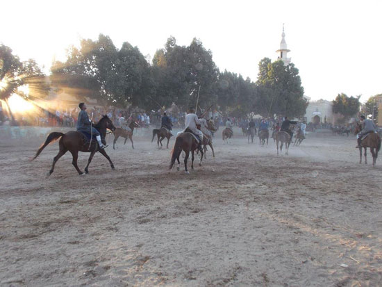  عشرات الخيالة من مدن وقرى الصعيد يشاركون فى سباقات الخيول بمنشأة العمارى