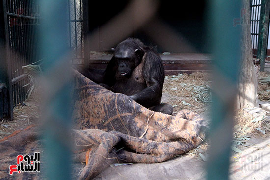 الشمبانزى "البرنس" يحتمى من برودة الجو
