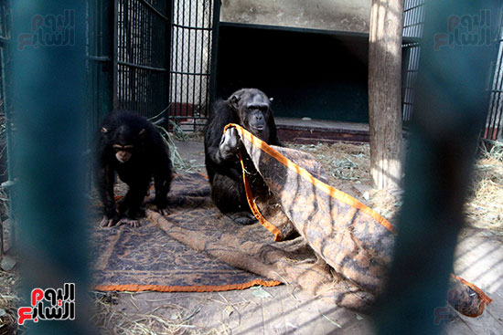 عائلة لشمبانزى تحتمى بالبطاطين من برودة الجو 